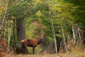 Explorez les forêts de Sologne